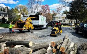 Best Tree and Shrub Care  in Laureles, TX