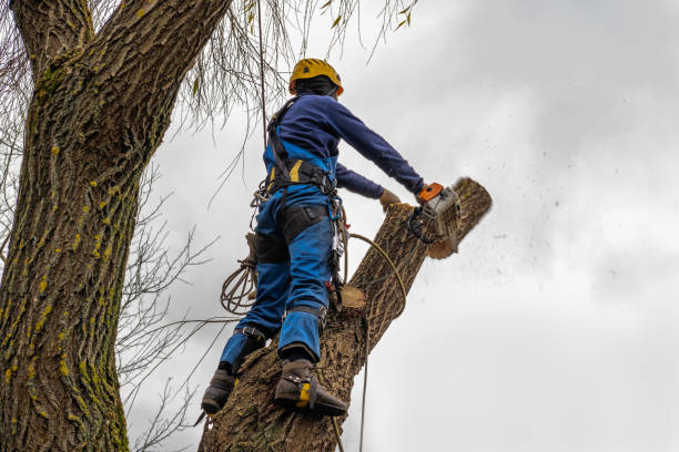 Best Tree Removal  in Laureles, TX