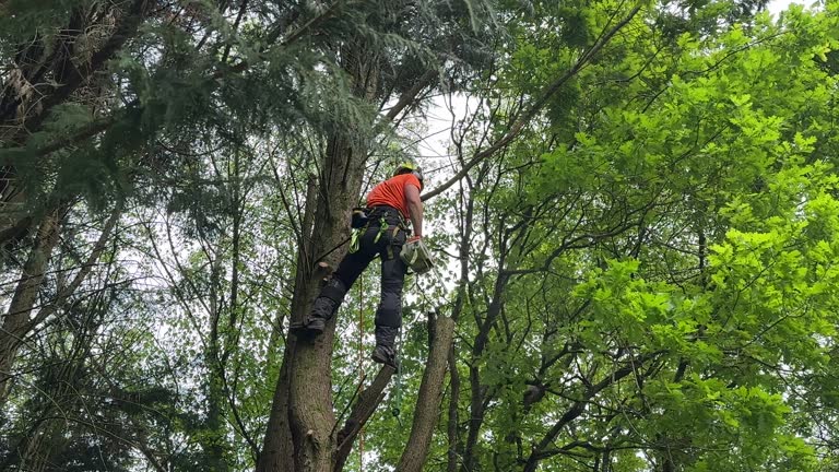 Best Arborist Consultation Services  in Laureles, TX