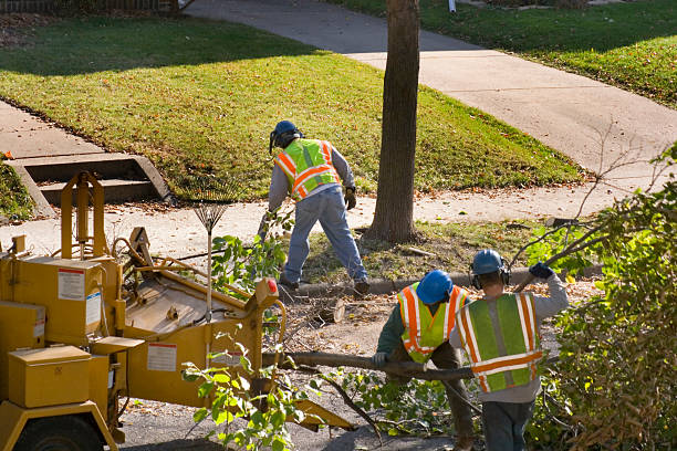 Best Storm Damage Tree Cleanup  in Laureles, TX