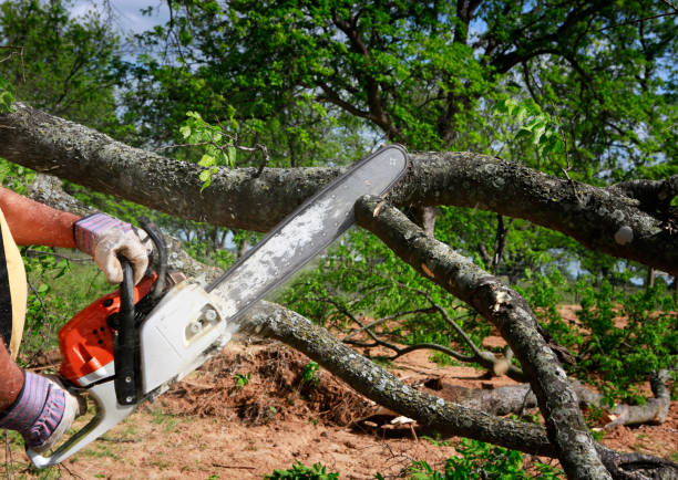 Best Palm Tree Trimming  in Laureles, TX